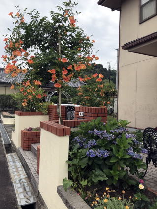 東側花壇，ノウゼンカズラやアジサイ